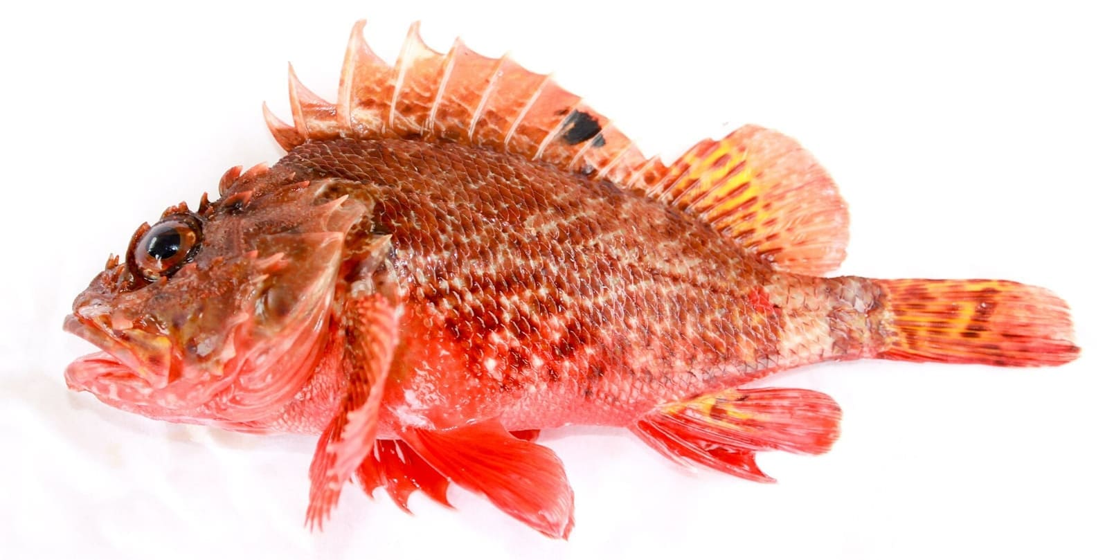 Red rock cod