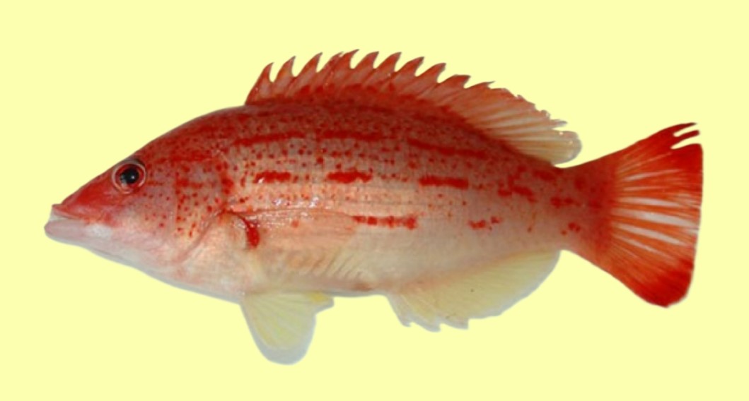 Red-sashed hogfish