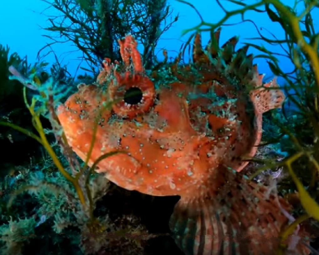 Red scorpionfish