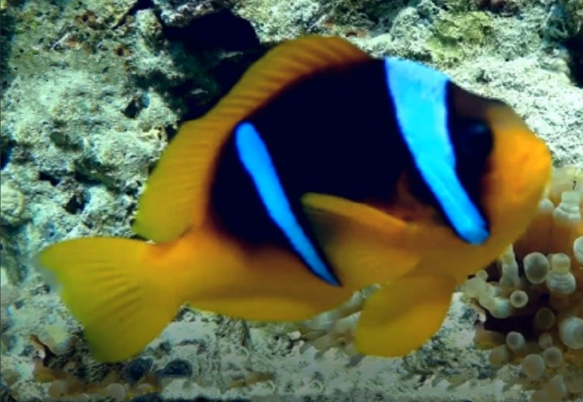 Red Sea Clownfish