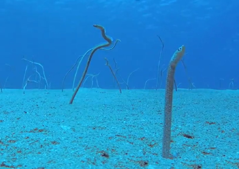 Red Sea garden eel