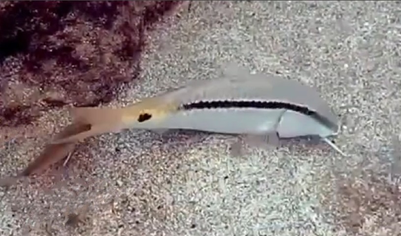 Red Sea goatfish