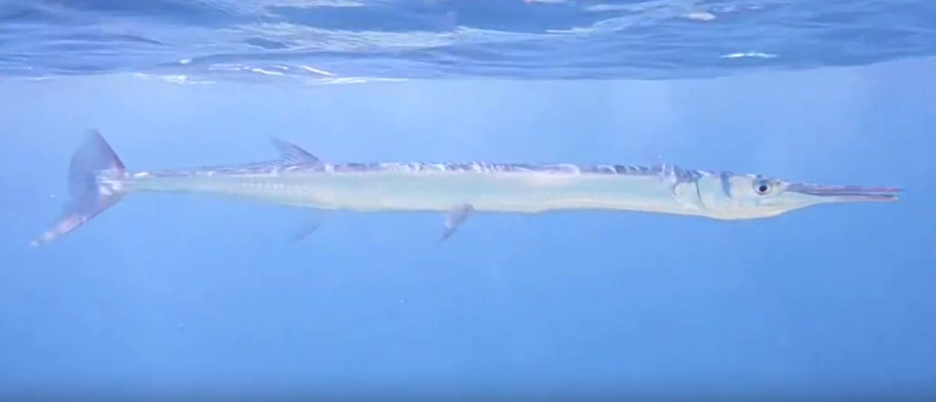 Red Sea houndfish
