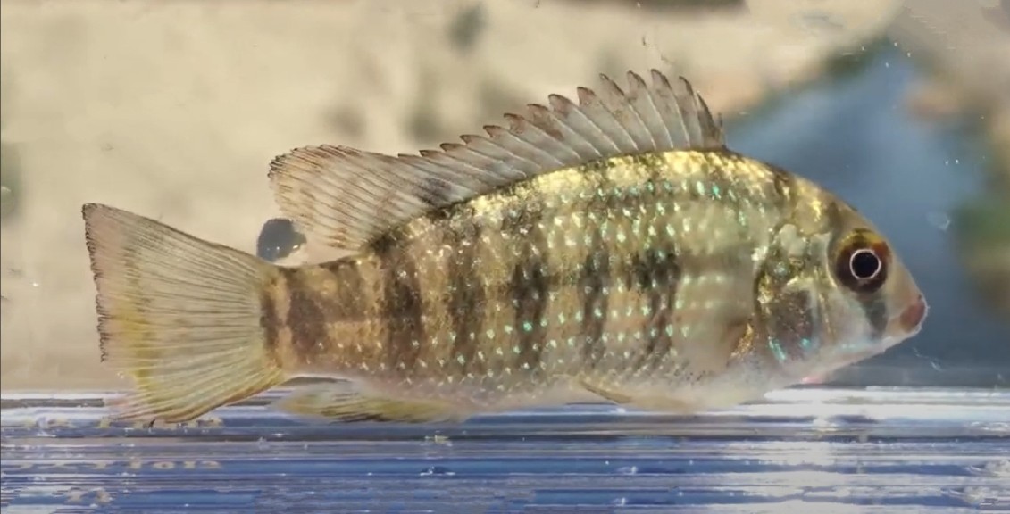 Redbelly tilapia