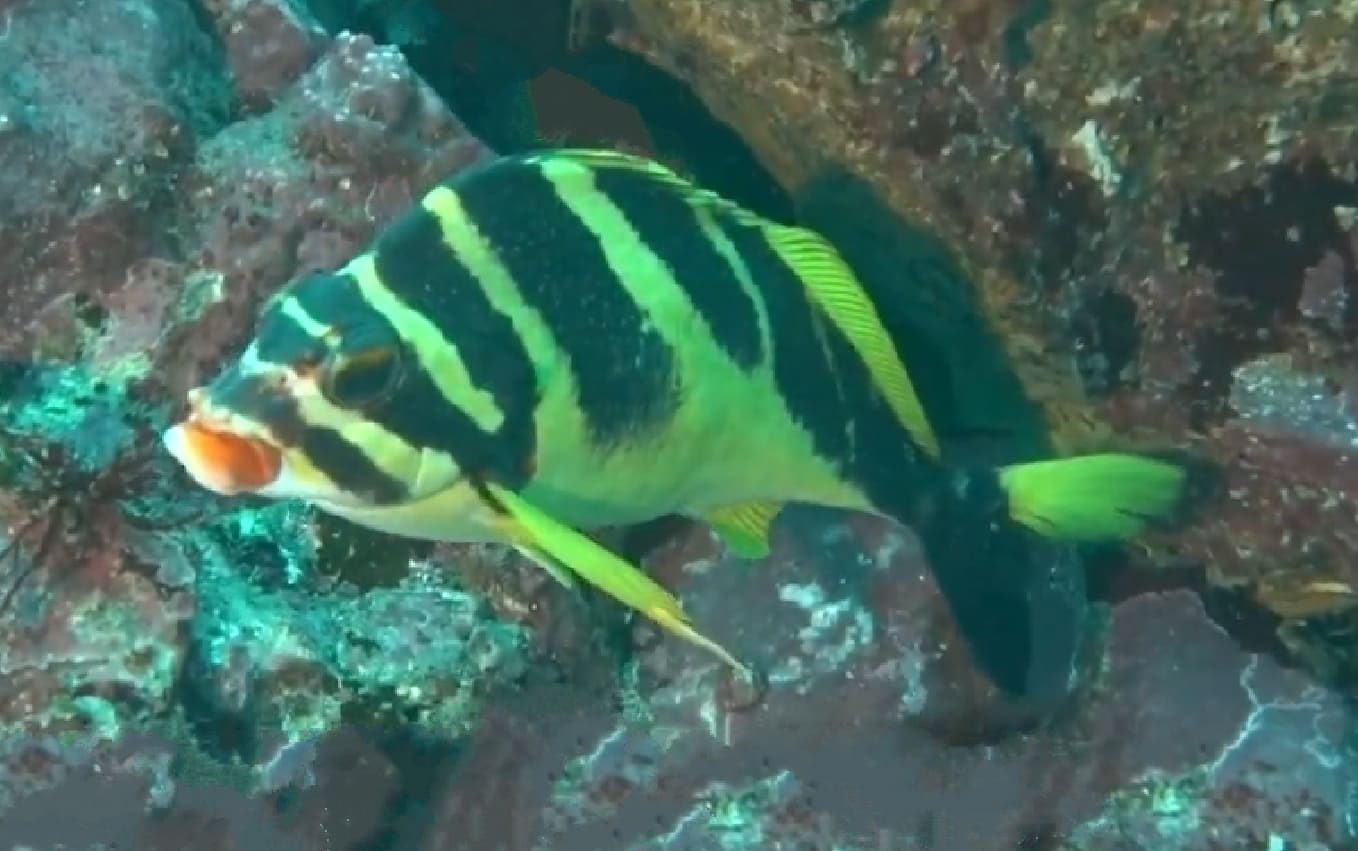 Redlip morwong