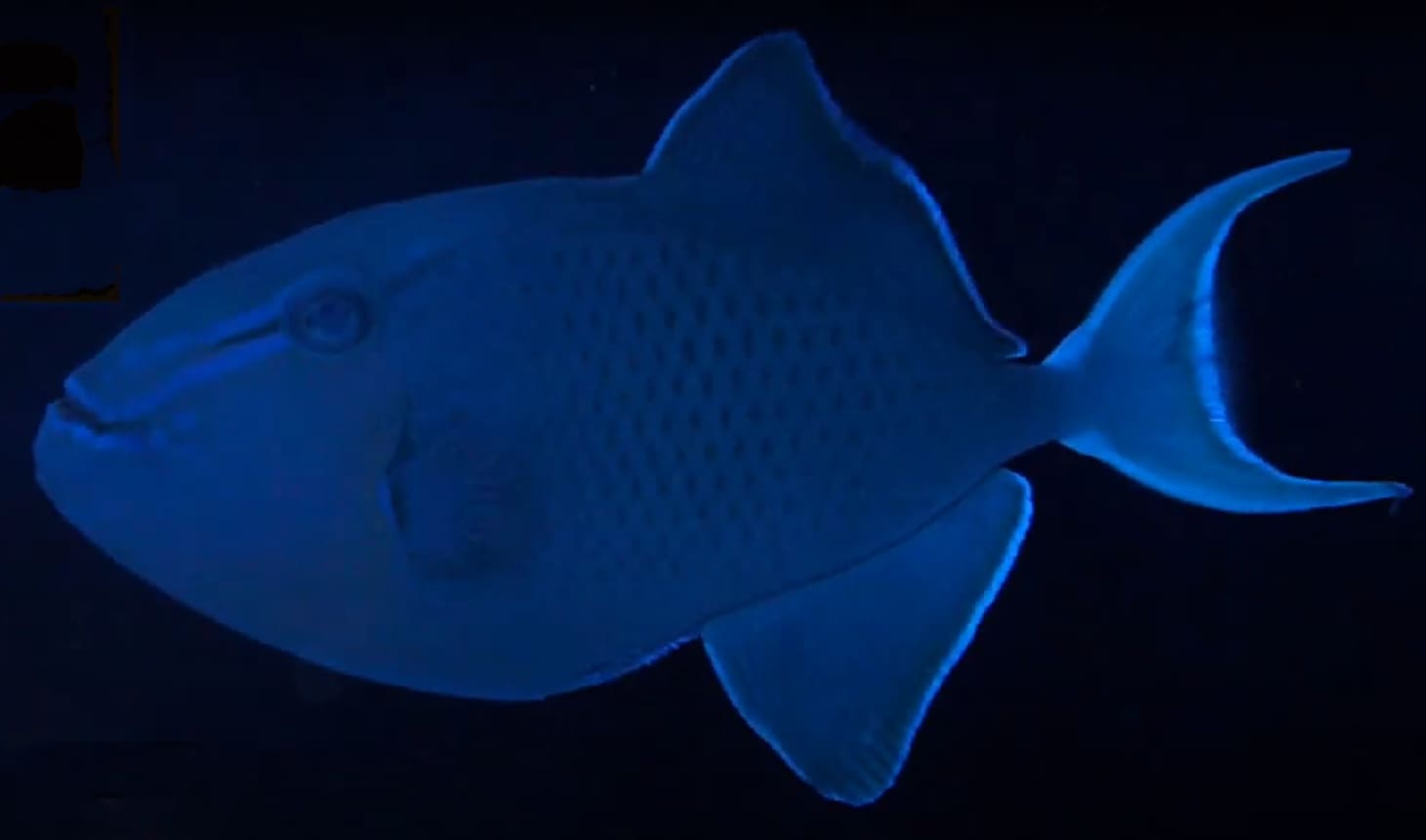 Redtoothed triggerfish
