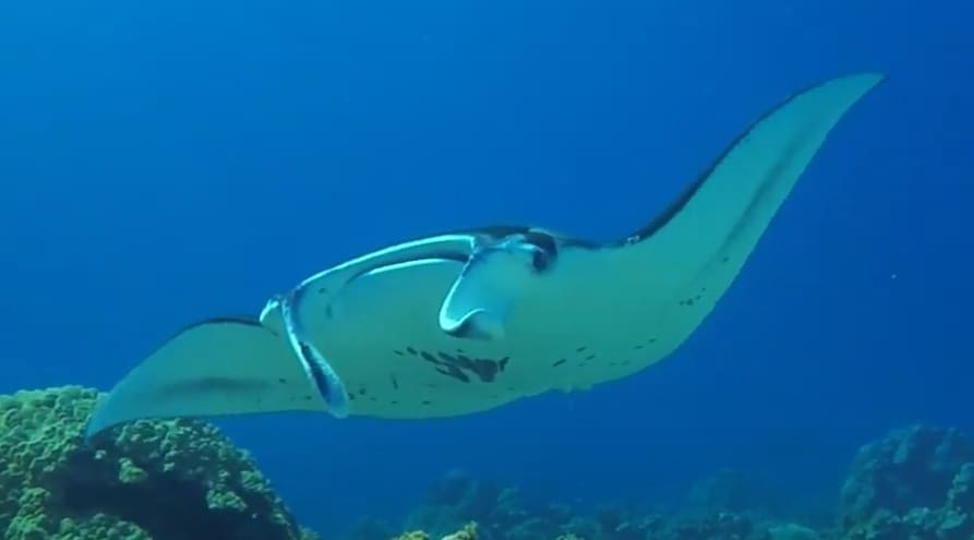 Reef manta ray