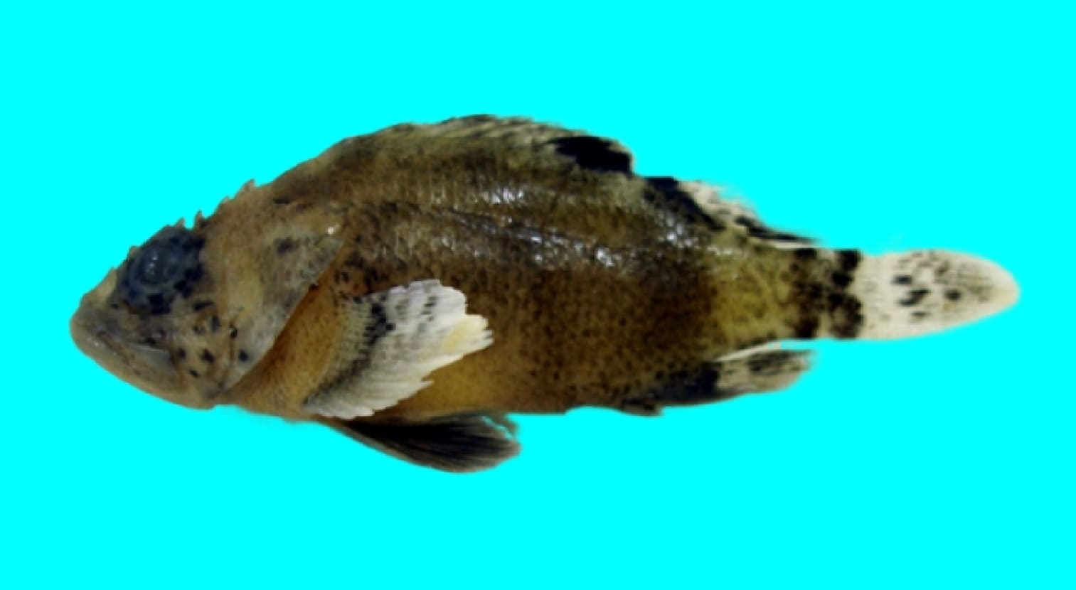 Reef scorpionfish
