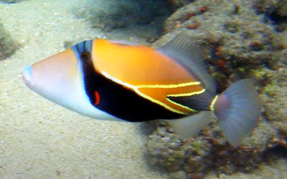 Reef triggerfish
