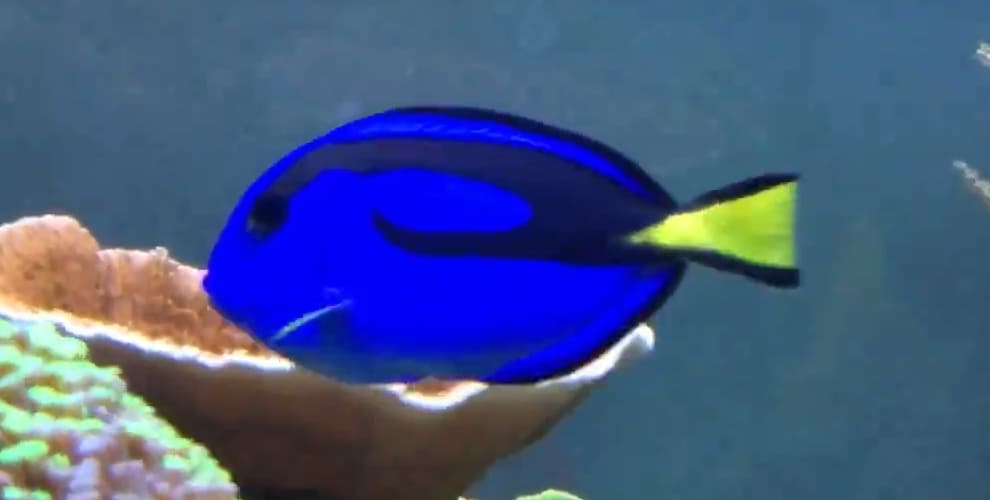 Regal tang