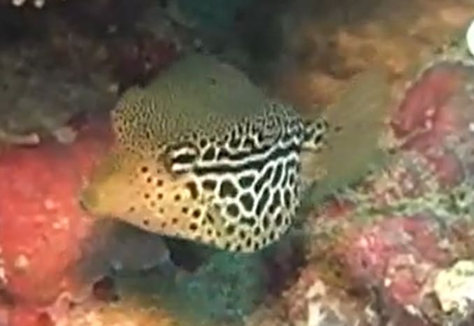 Reticulate boxfish