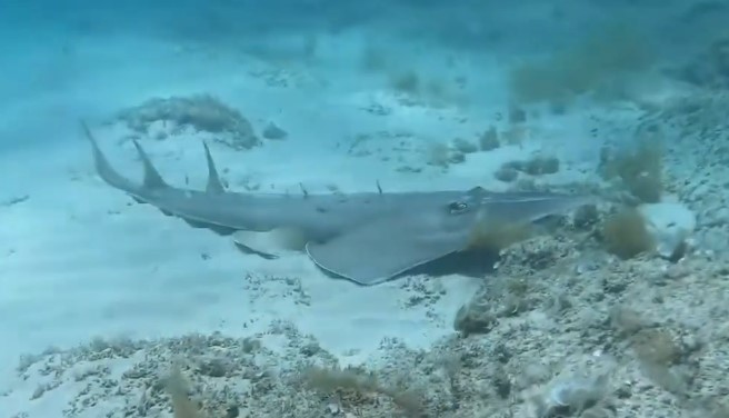Reticulate whipray
