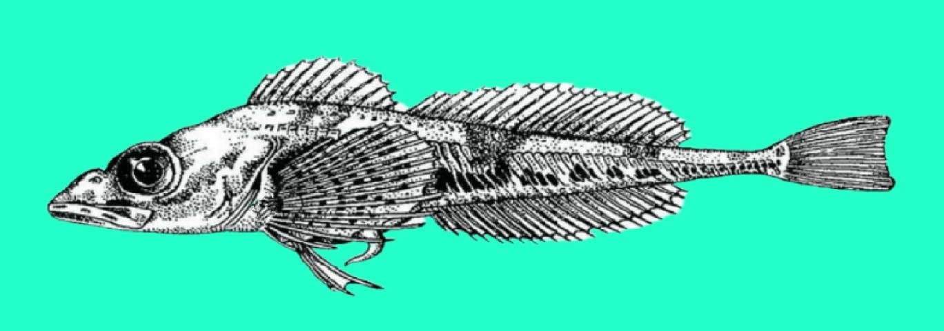 Ribbed sculpin