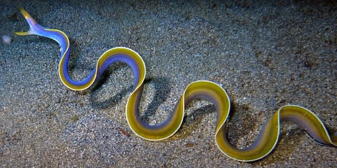 Ribbon eel