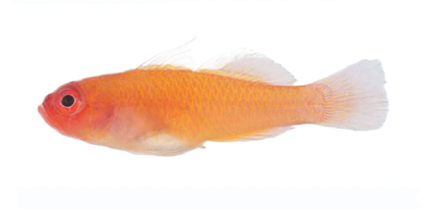 Ring-eye pygmygoby