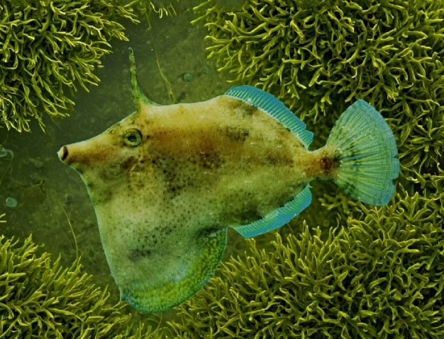 Fringed filefish
