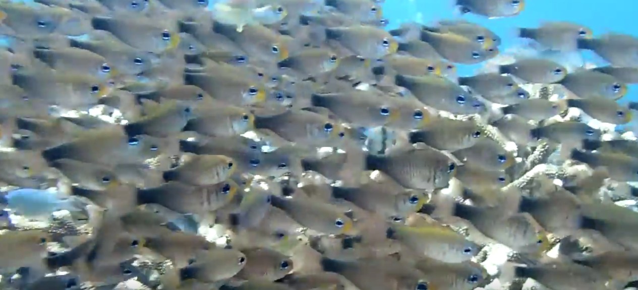 Ring-tailed cardinalfish