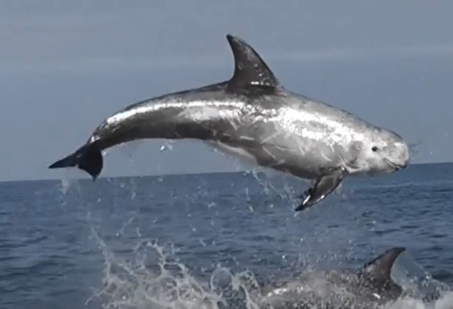 Risso's dolphin