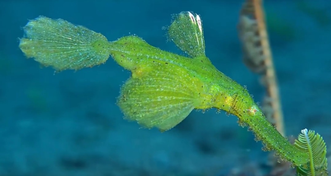 Robust ghost pipefish