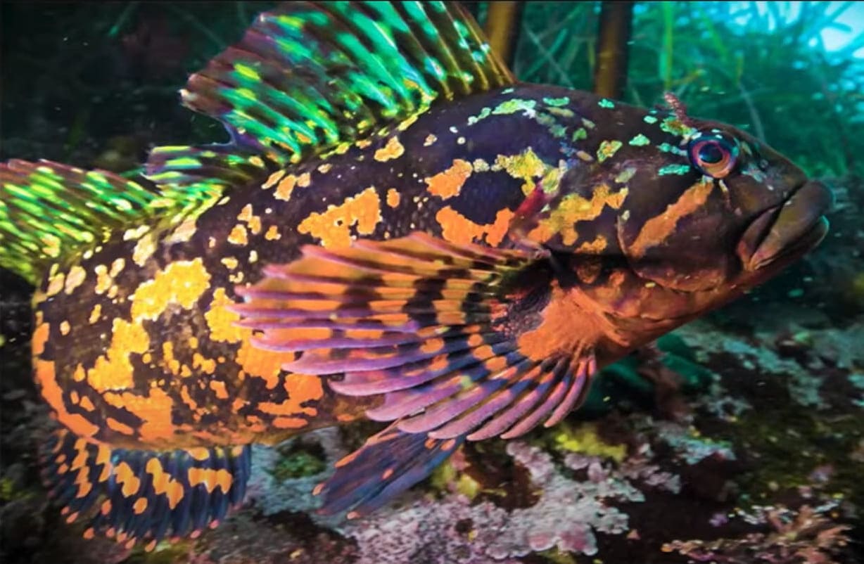 Rock greenling