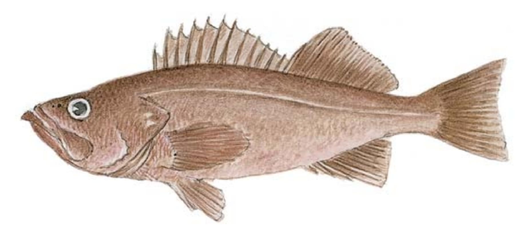 Rockfish