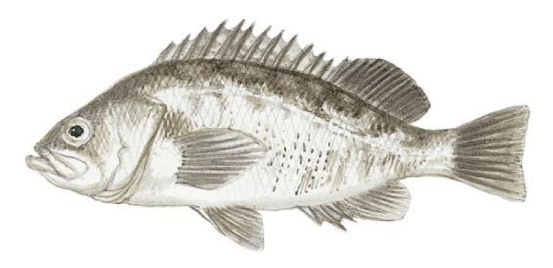 Rockfish, Black
