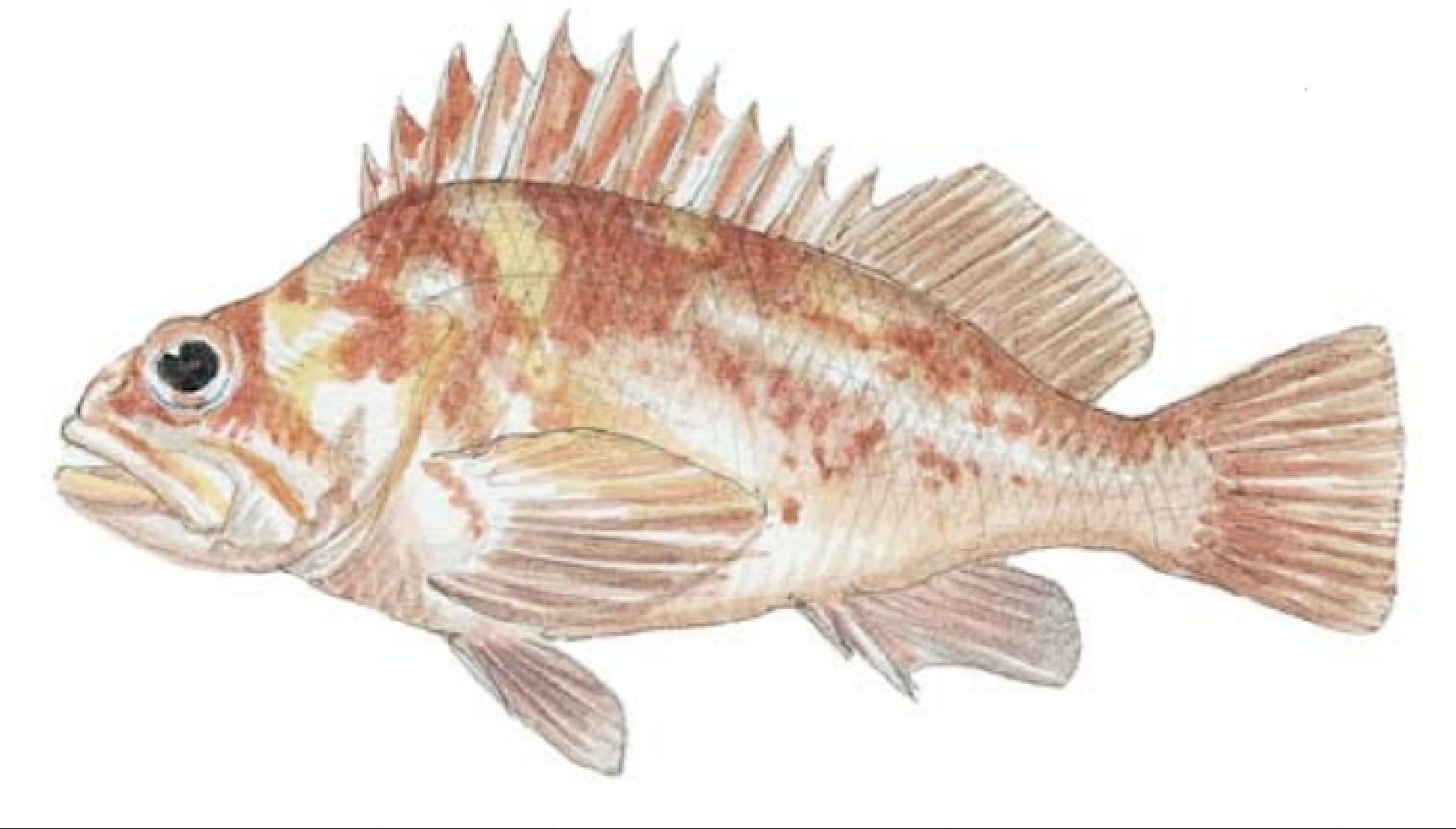 Rockfish, Copper