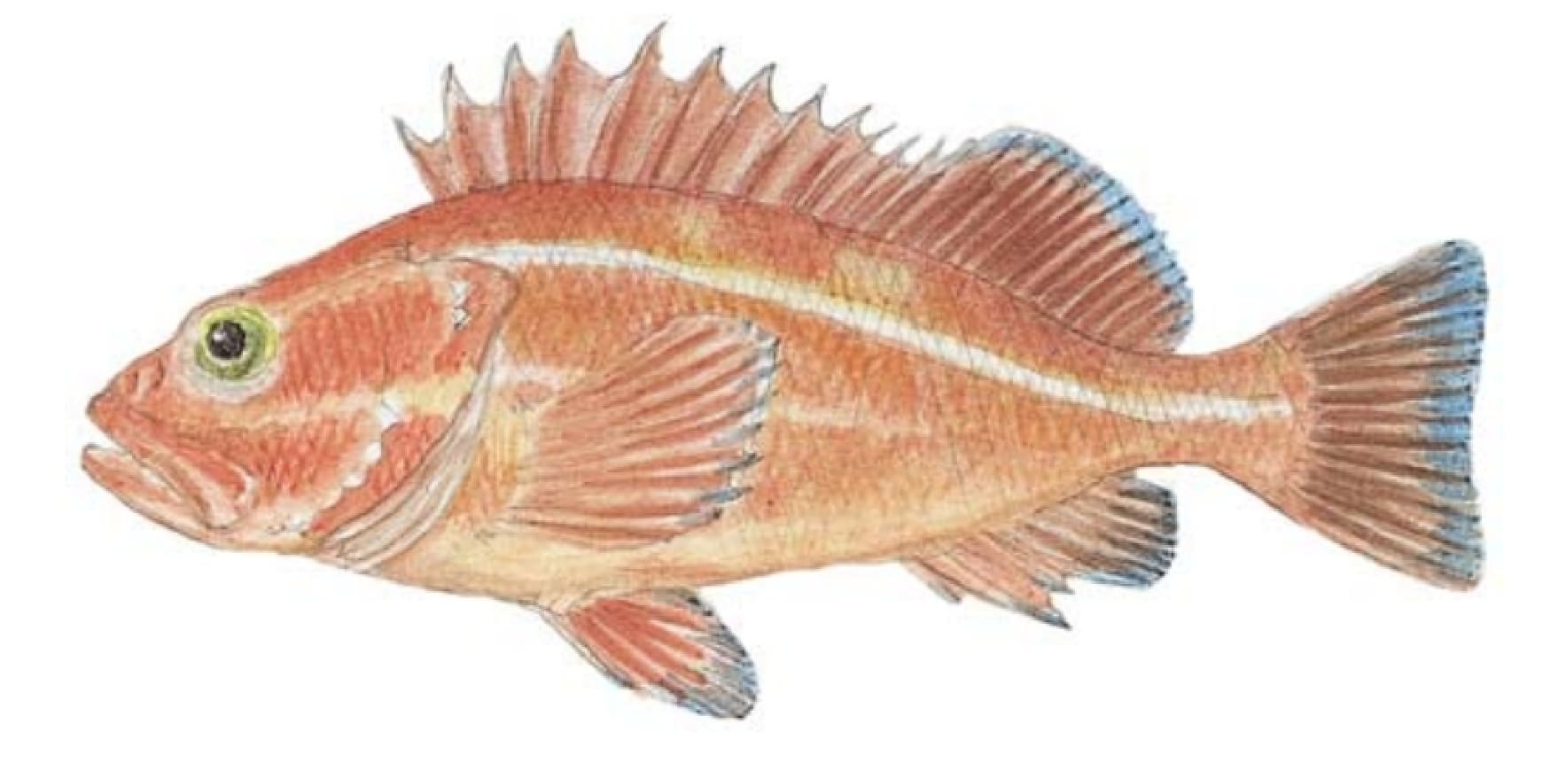 Rockfish, Yelloweye