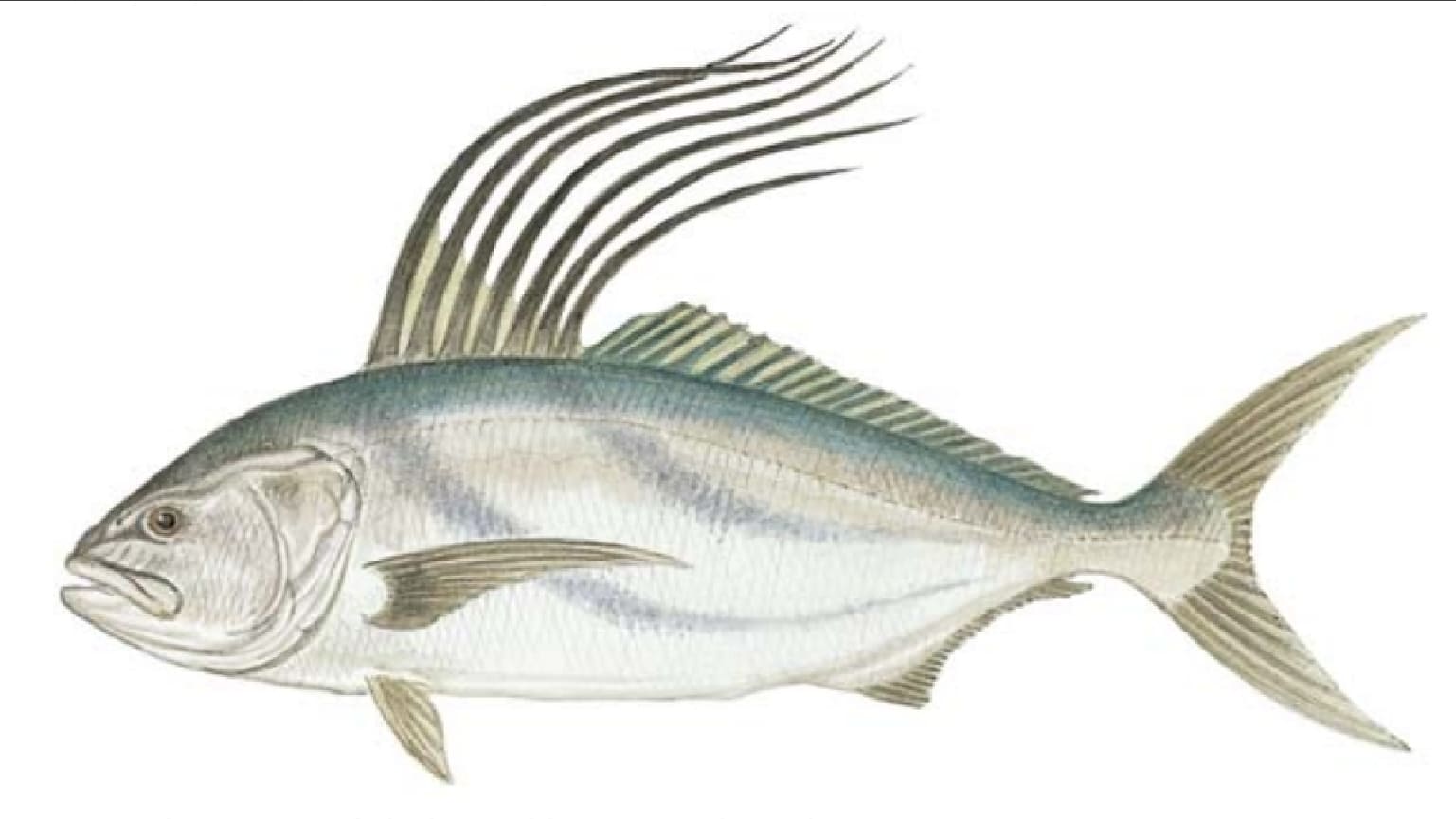 Roosterfish