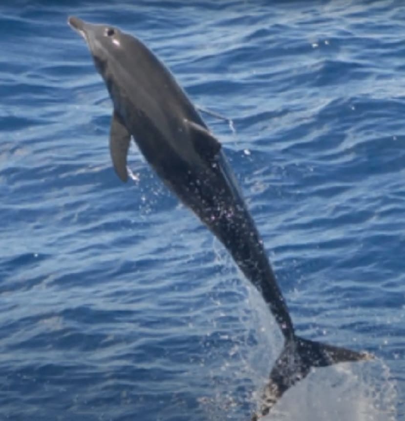 Rough-toothed dolphin