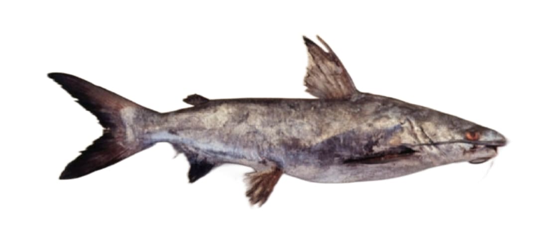 Roughback sea catfish