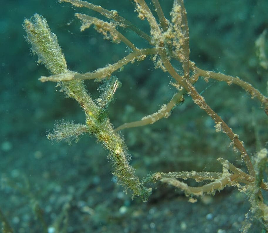 Roughsnout ghost pipefish