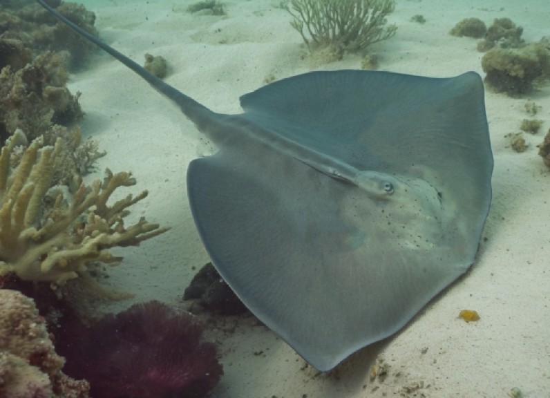 Roughtail stingray