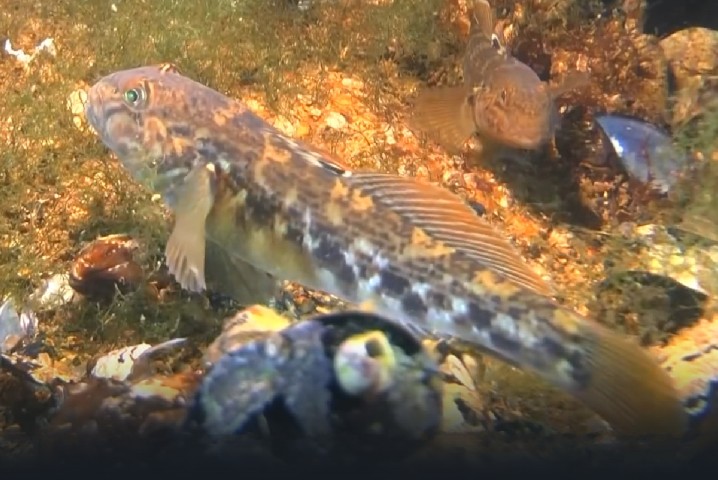 Round goby