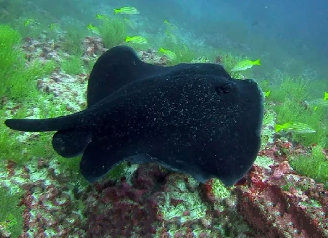 Round ribbontail ray