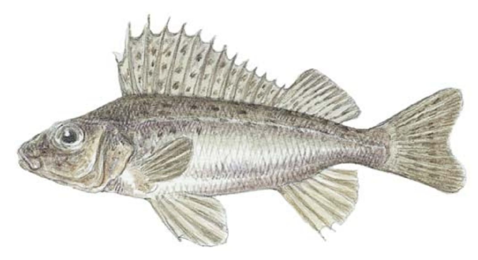 Ruffe