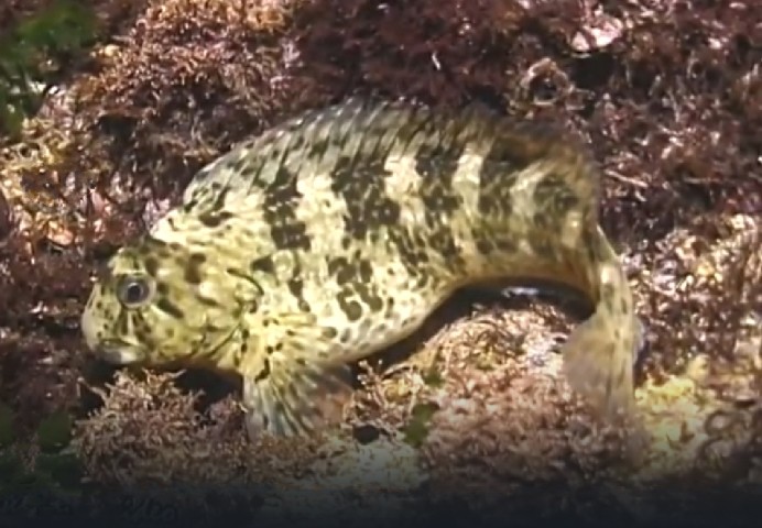 Rusty blenny