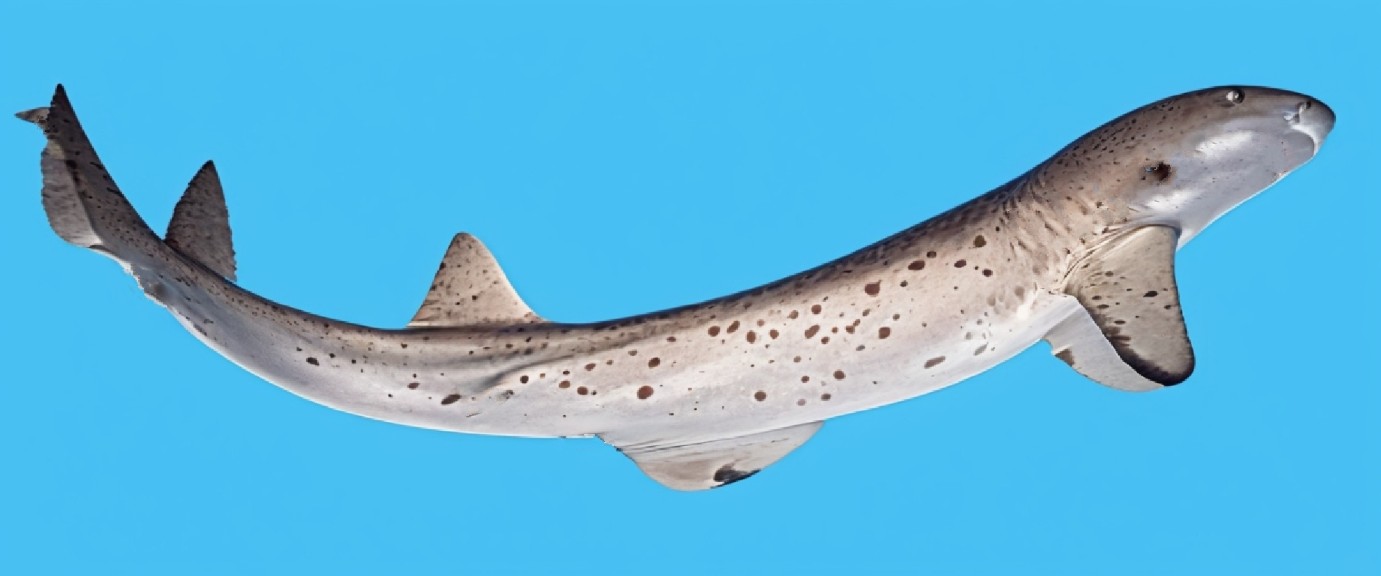Rusty carpetshark