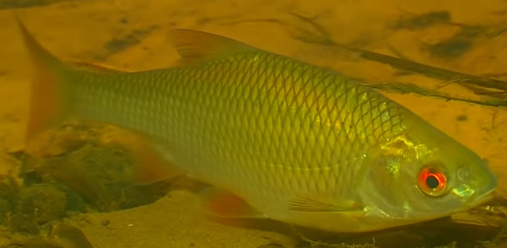 Rutilus heckelii