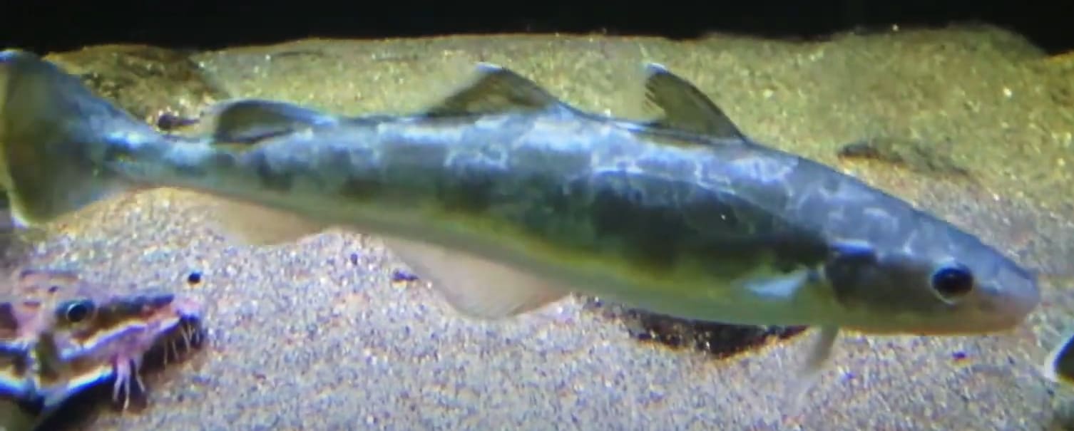 Saffron cod