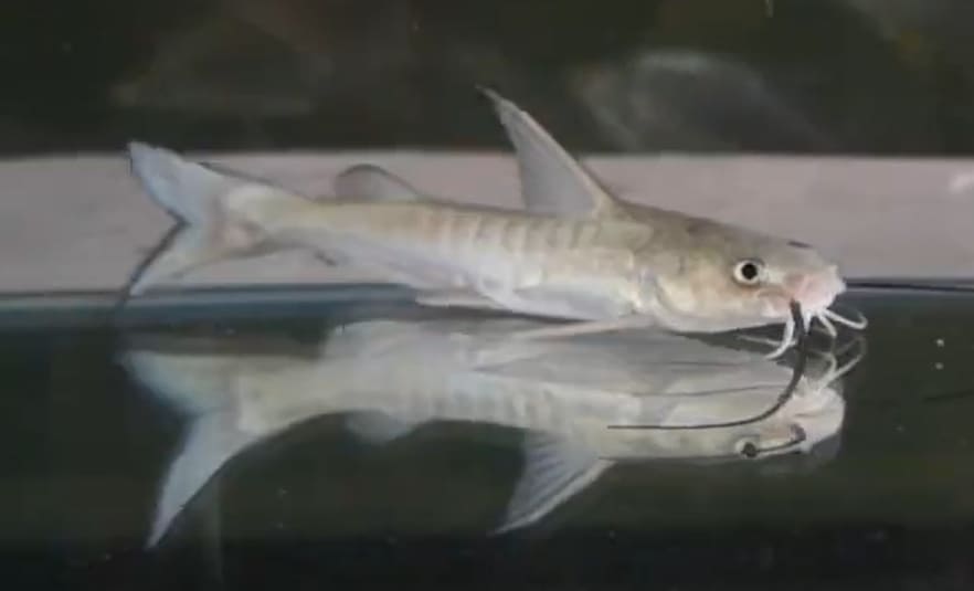 Sagor catfish
