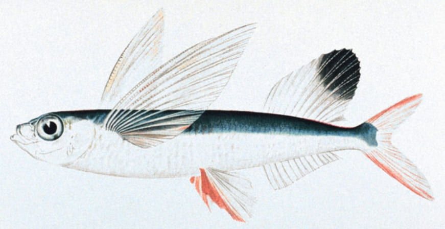 Sailfin flying fish