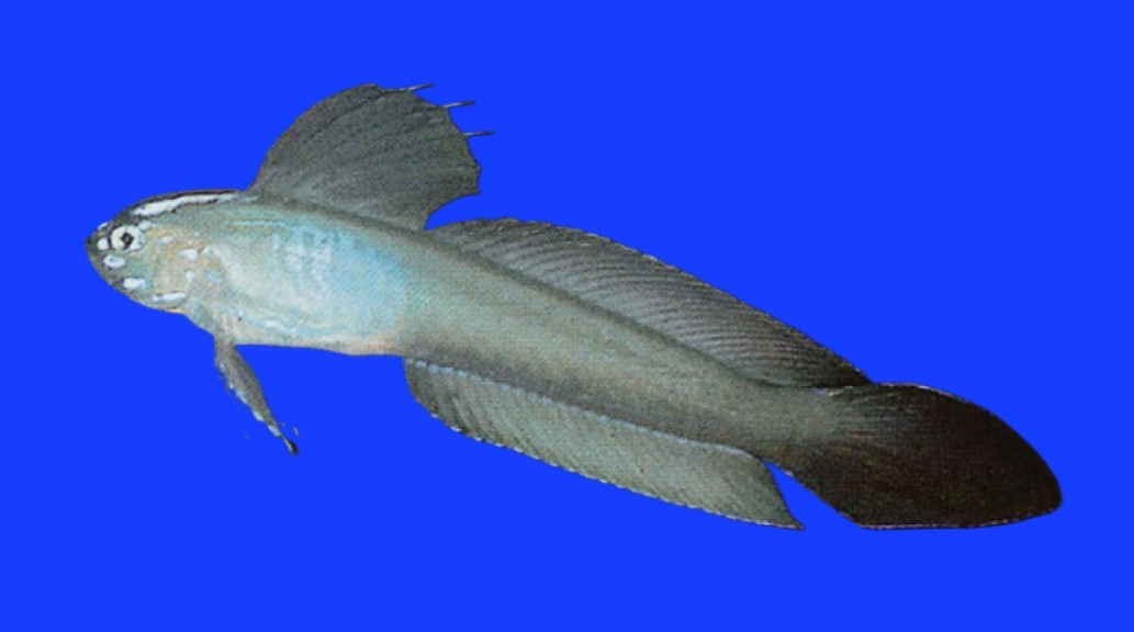 Sailfin ribbon-goby
