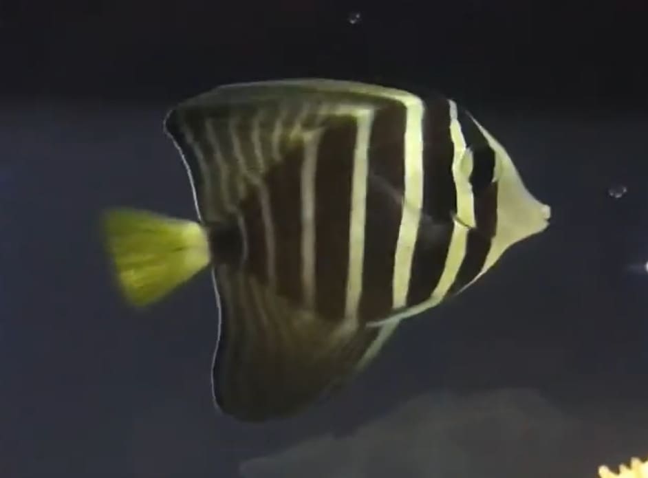 Sailfin tang