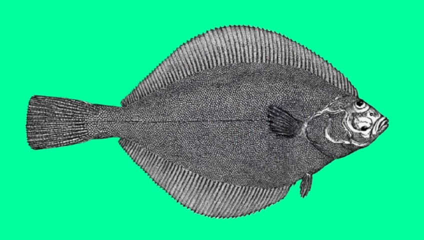 Sakhalin sole