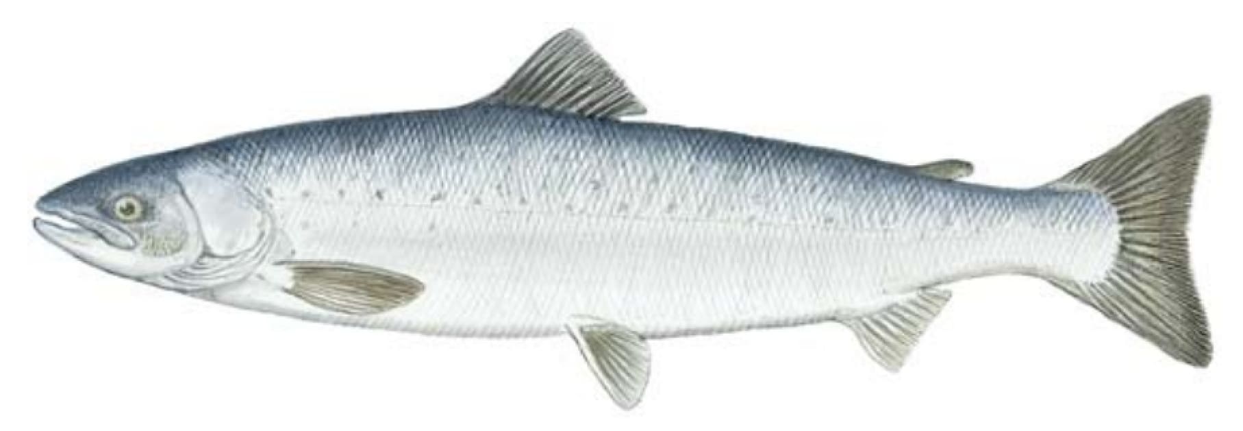 Salmon, Atlantic