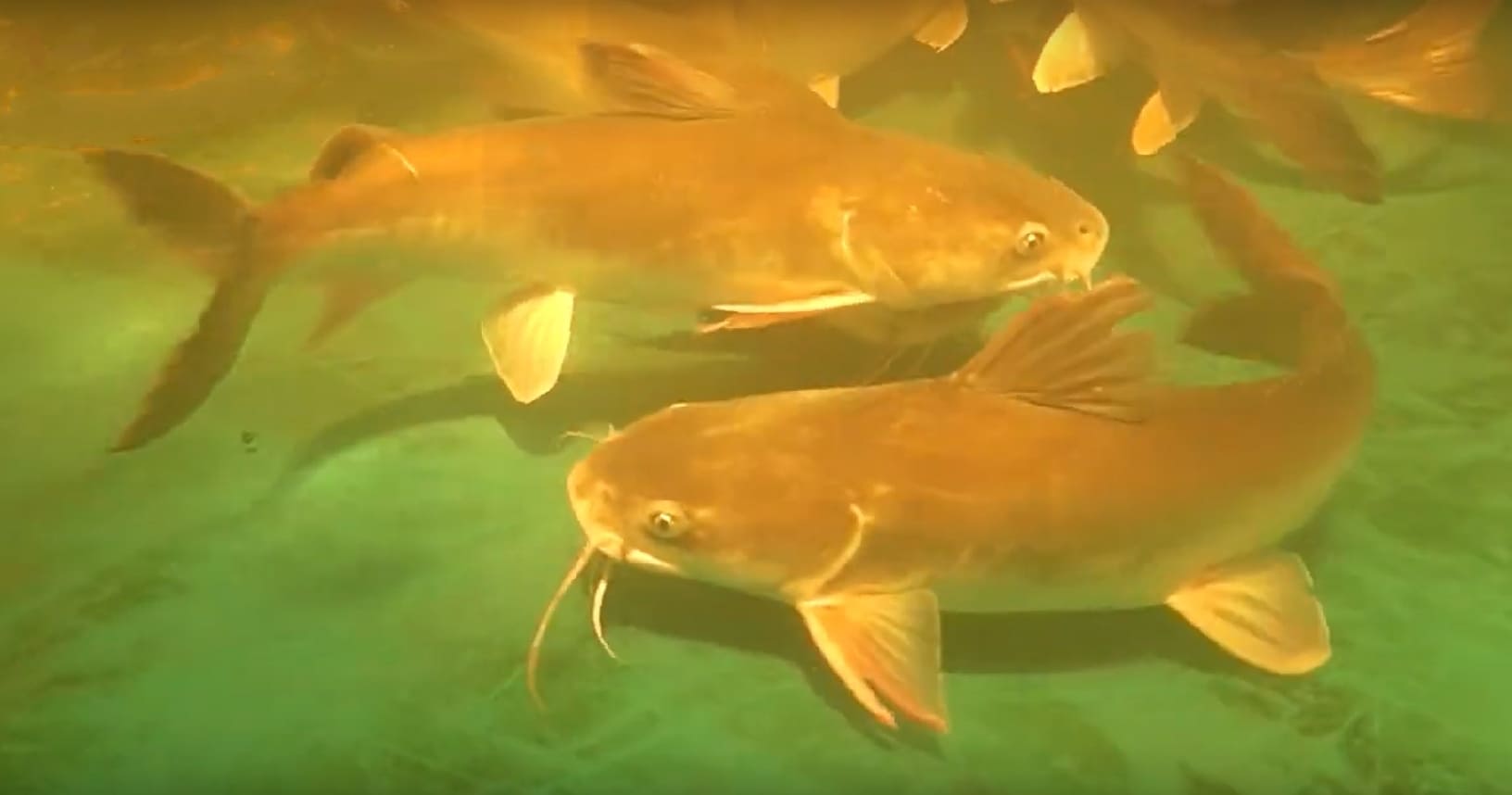 Salmon catfish