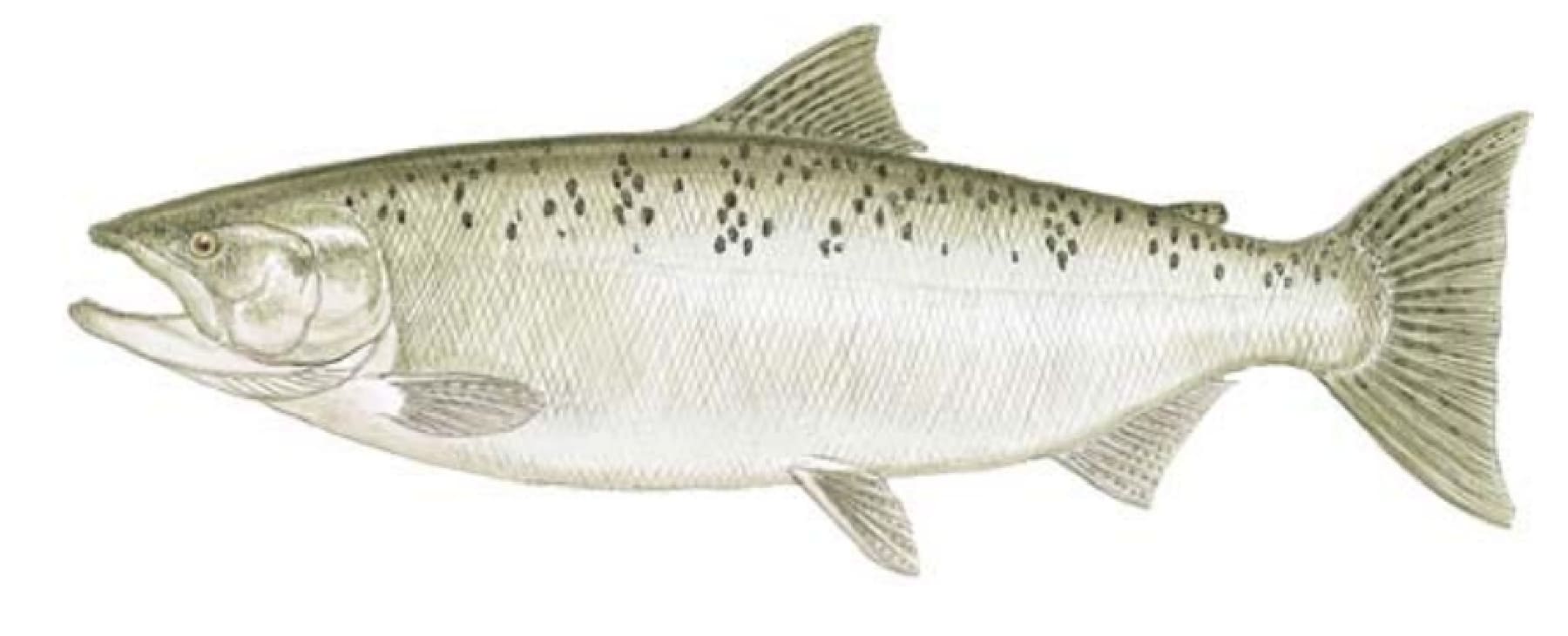 Salmon, Chinook