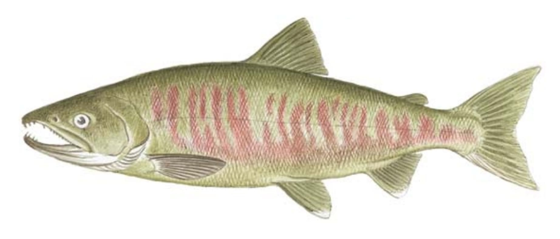 Salmon, Chum