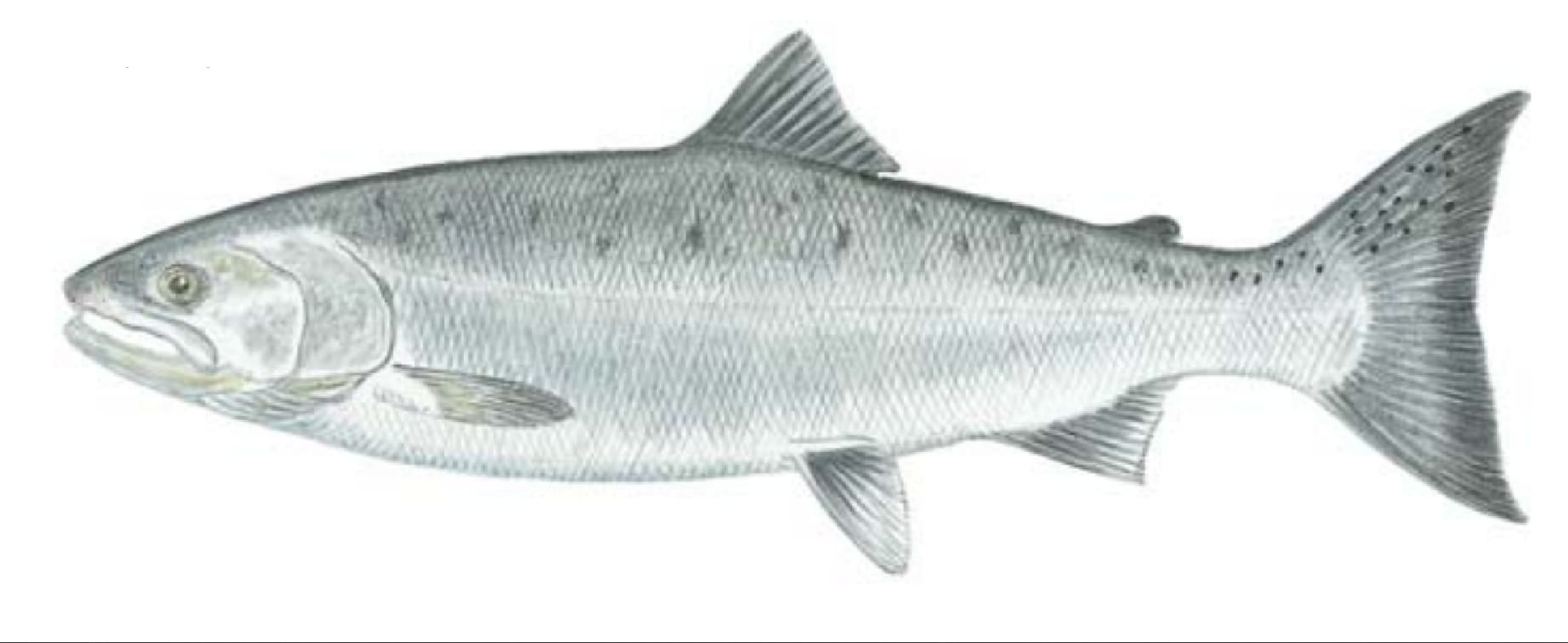 Salmon, Coho